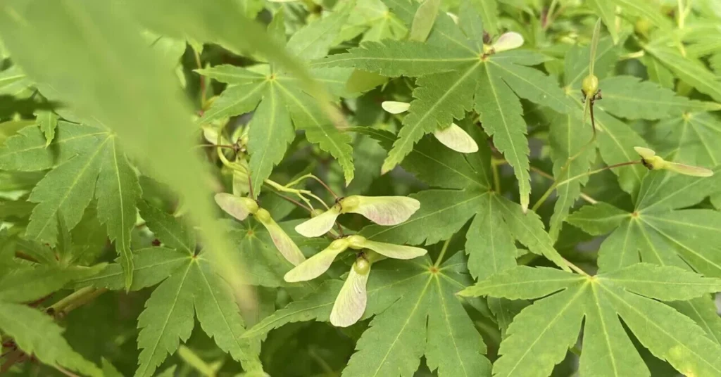 もみじの種
