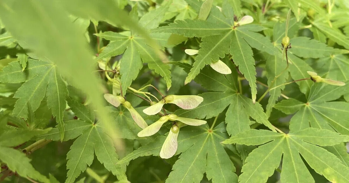 もみじの種