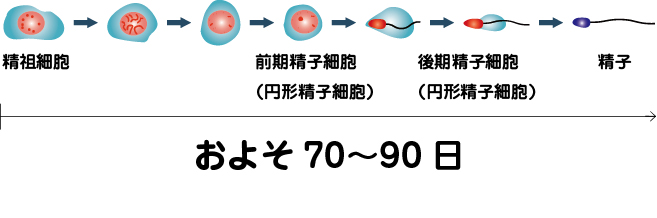 精祖細胞から精子ができるまで、およそ70~90日かかることを示した図